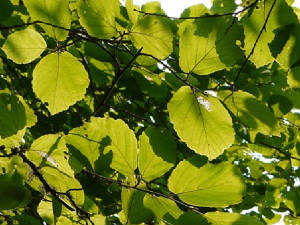 Newsletter/BacklitWitchhazel88Rz_070112.JPG