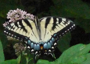 Newsletter/YWTgrSwallowtailJoePyeCpRz57_080716.JPG