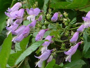 webassets/possbeardtongue.JPG